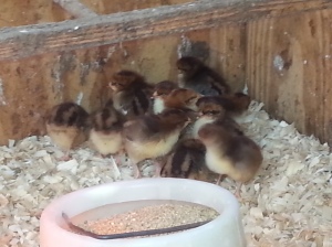 Speckled Sussex chicks - in new home!